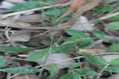 Oplismenus compositus